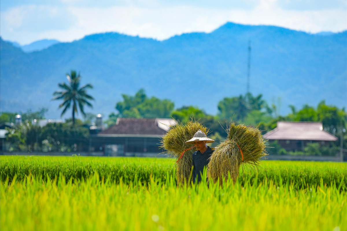 Muong Thanh Valley rice fields in golden harvest season